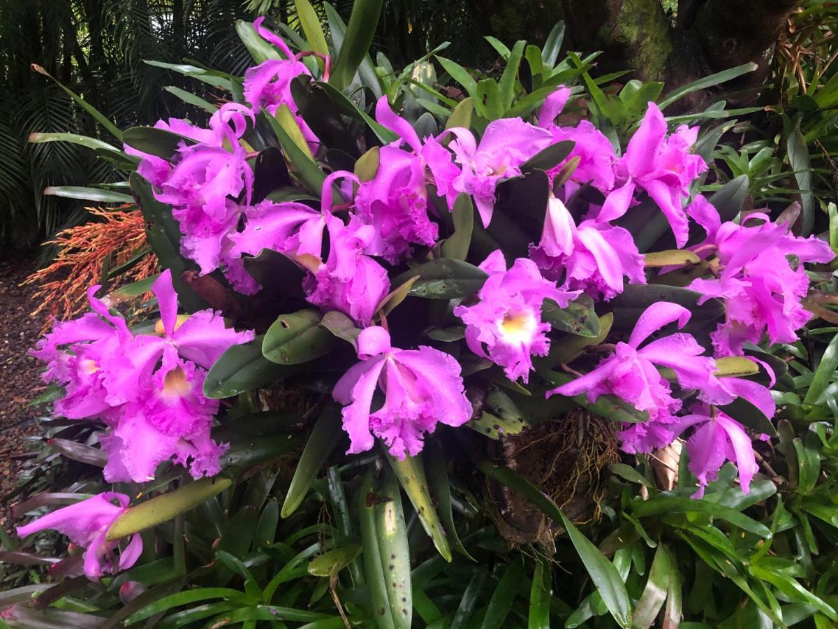 Eden Rest Bed & Breakfast Cooroy Bagian luar foto