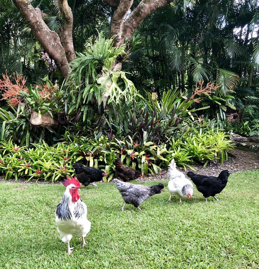Eden Rest Bed & Breakfast Cooroy Bagian luar foto